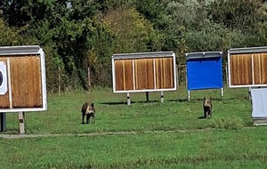 nouvelles cibles 3D au terrain ?