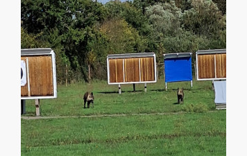 nouvelles cibles 3D au terrain ?