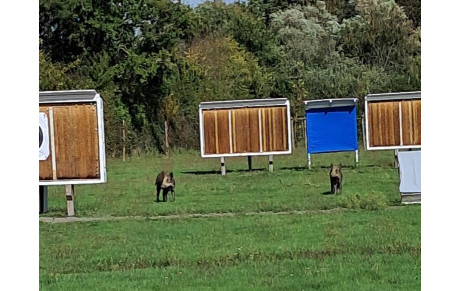 nouvelles cibles 3D au terrain ?